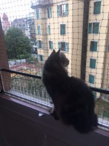 ProtectionChat Zip enjoys the view