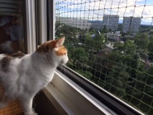 Protection pour chat fenetre Le Lignon 1