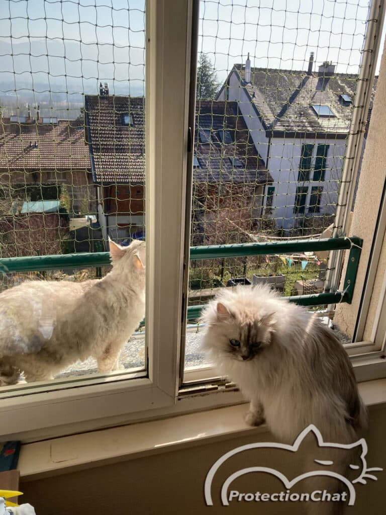 cat safety net on window