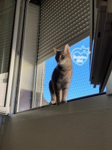 chaterie sur fenetre 05