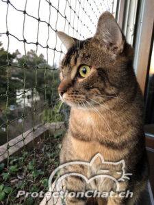 filet de protection pour chat
