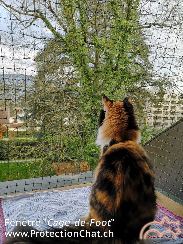 protection chat fenetre cage de foot 4