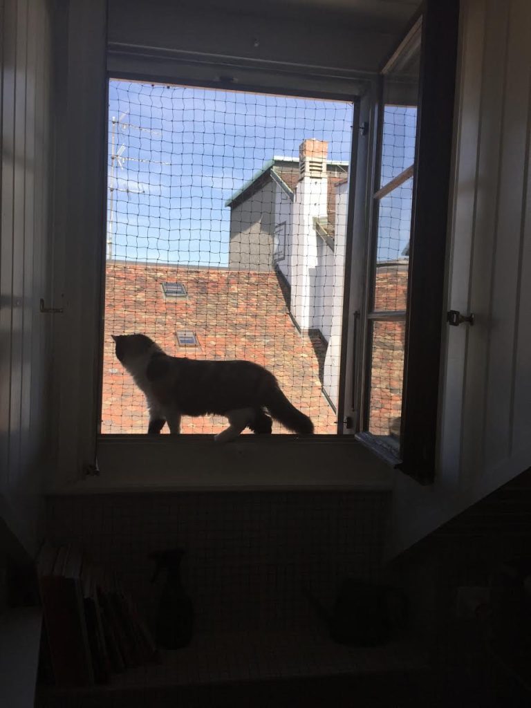 protection chat cadre sans percement